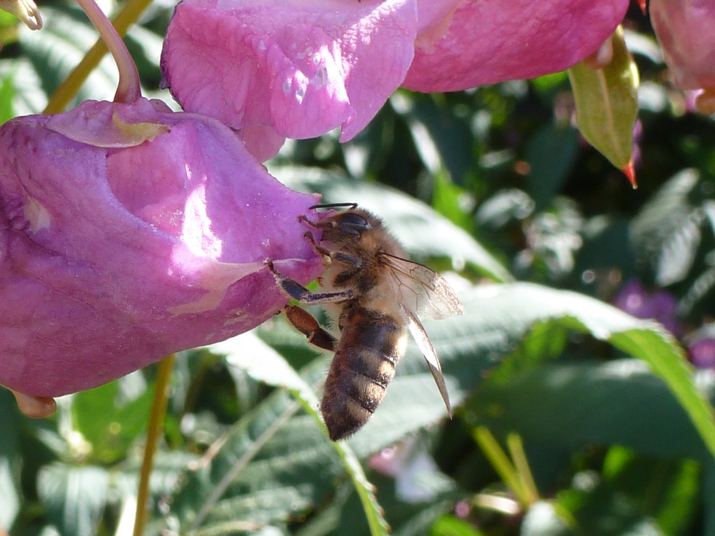 Biene bestäubt Blüte