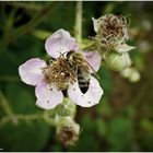 Biene besucht Brombeerenblüte