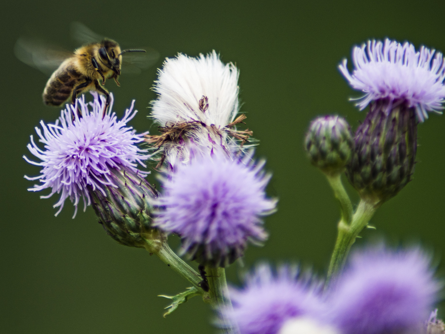 Biene besucht Kratzdistel