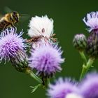 Biene besucht Kratzdistel