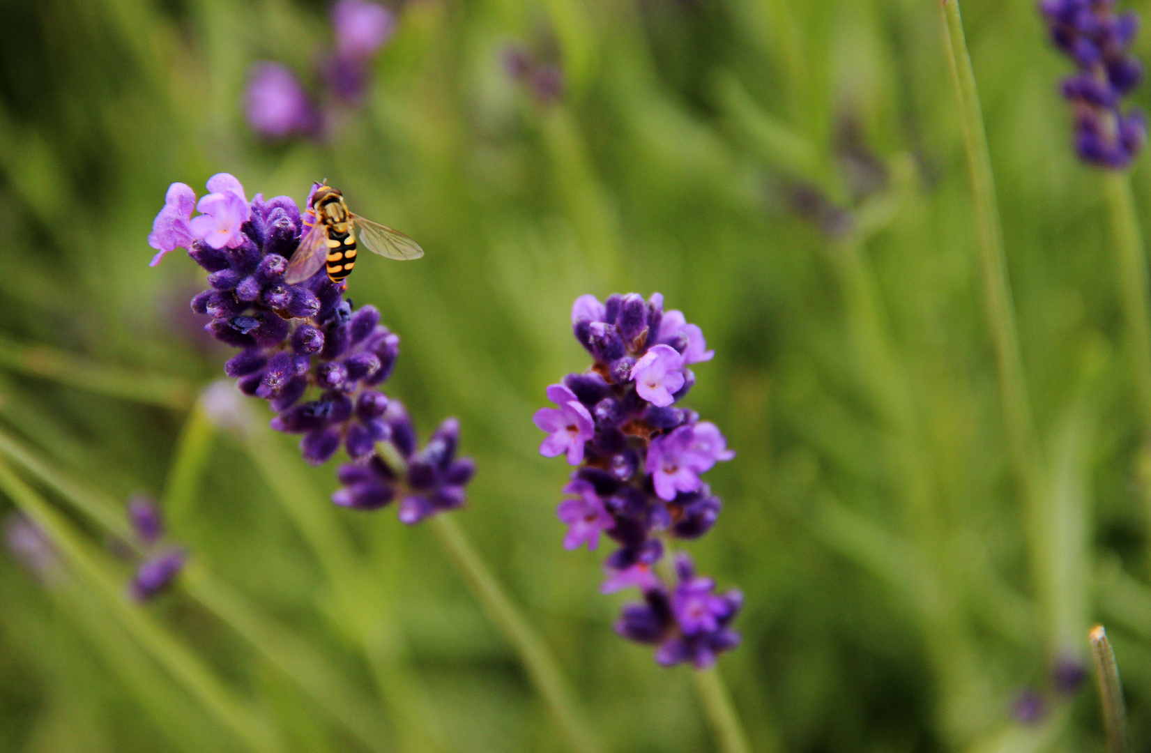 Biene besucht Lavendel