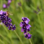 Biene besucht Lavendel