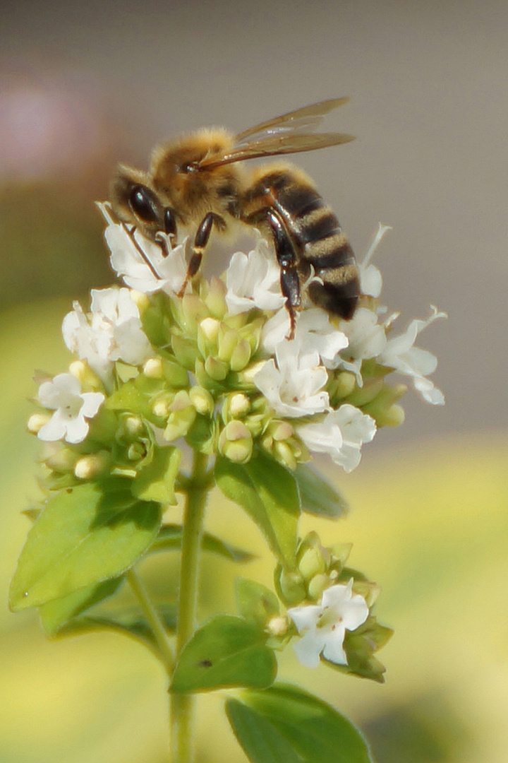 Biene besucht Majoran