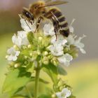 Biene besucht Majoran