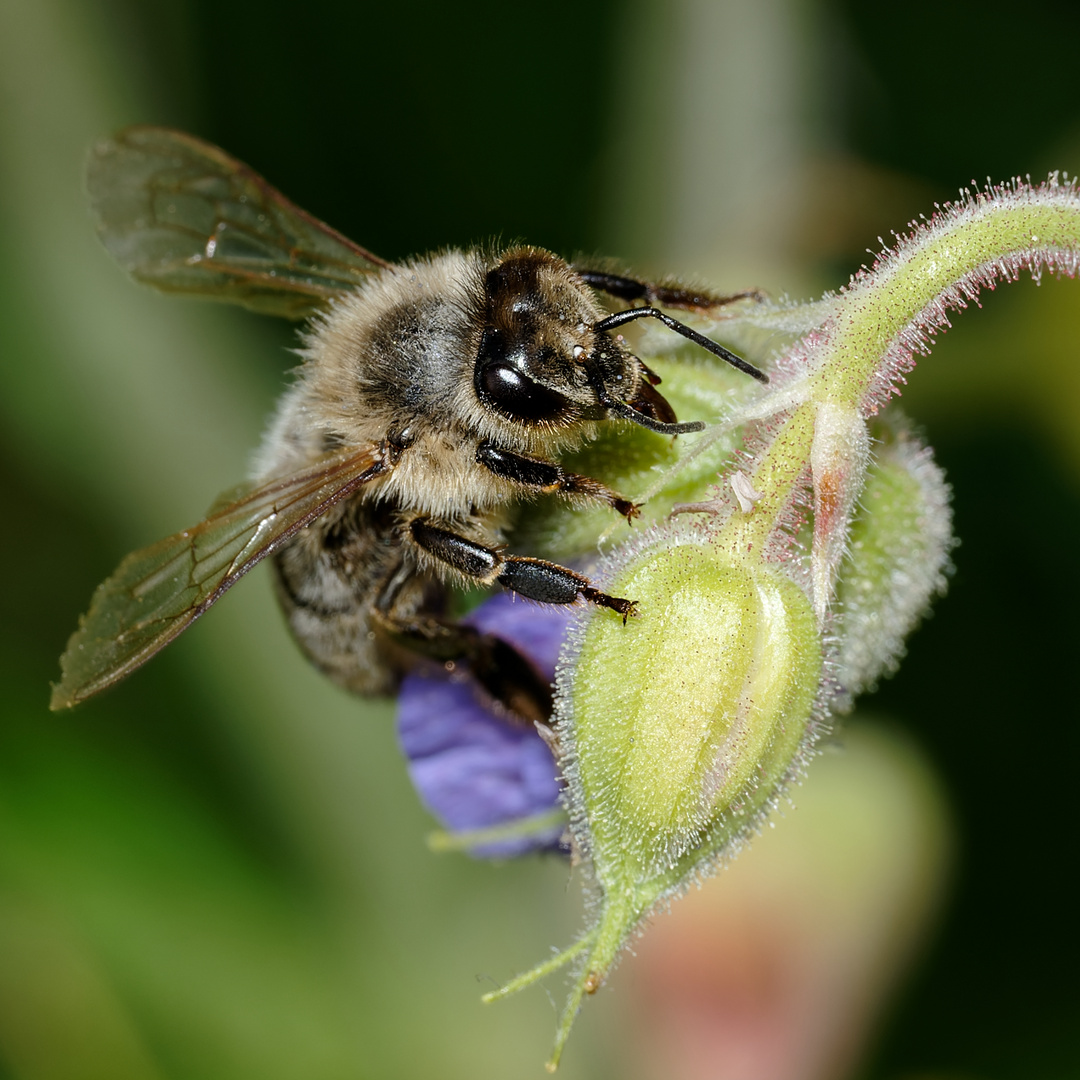 Biene besucht Mittwochsblümchen