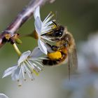 Biene besucht Schlehe