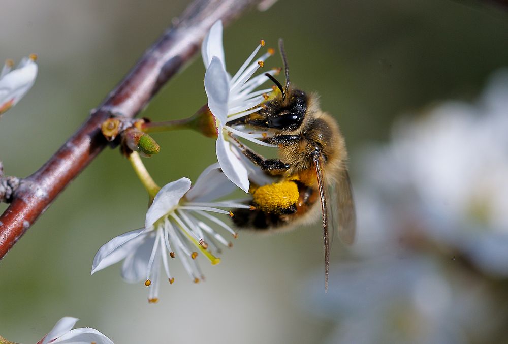 Biene besucht Schlehe