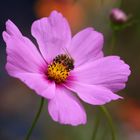 Biene besucht schöne Cosmea