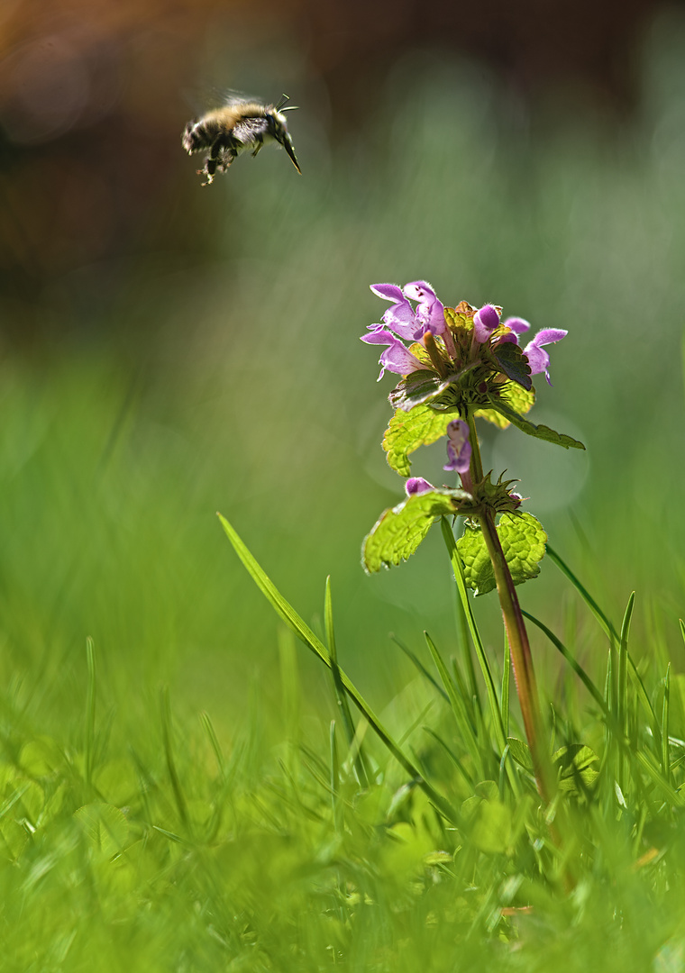 Biene besucht Taubnessel