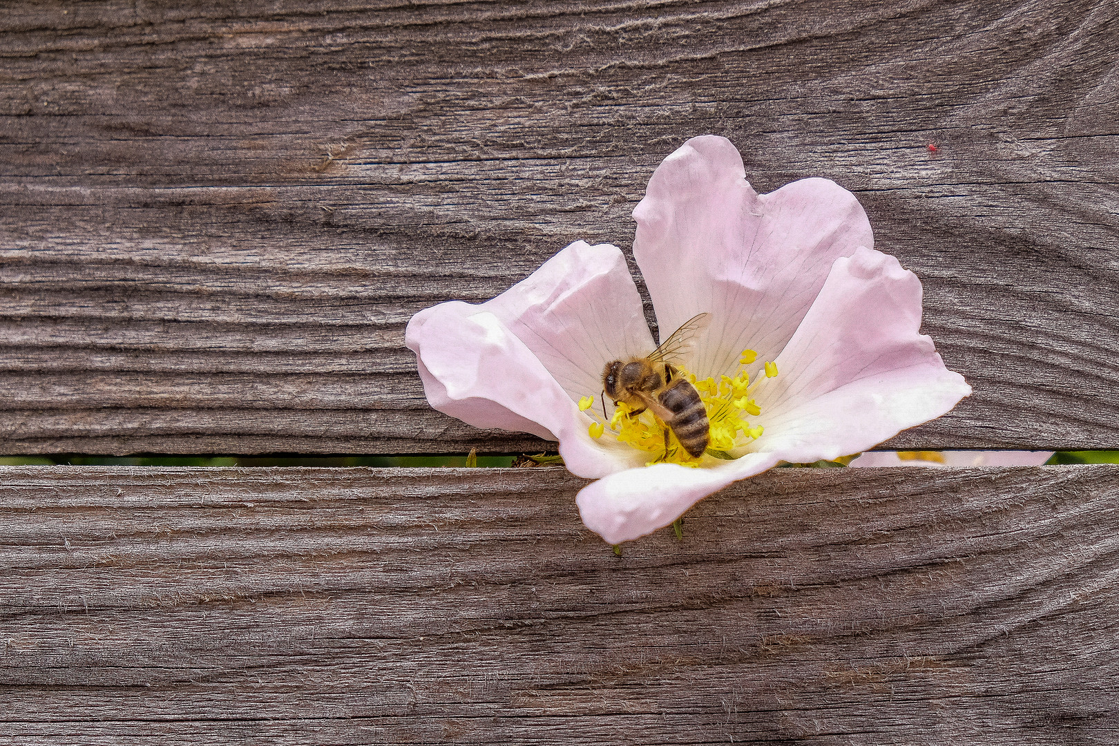 Biene, Blüte, am Bretterzaun