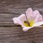 Biene, Blüte, am Bretterzaun