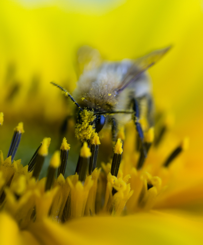 Biene, Blüte, Blütenstaub