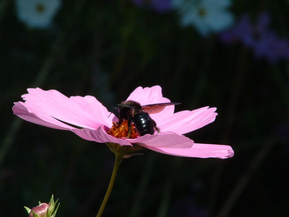 Biene & Blüte