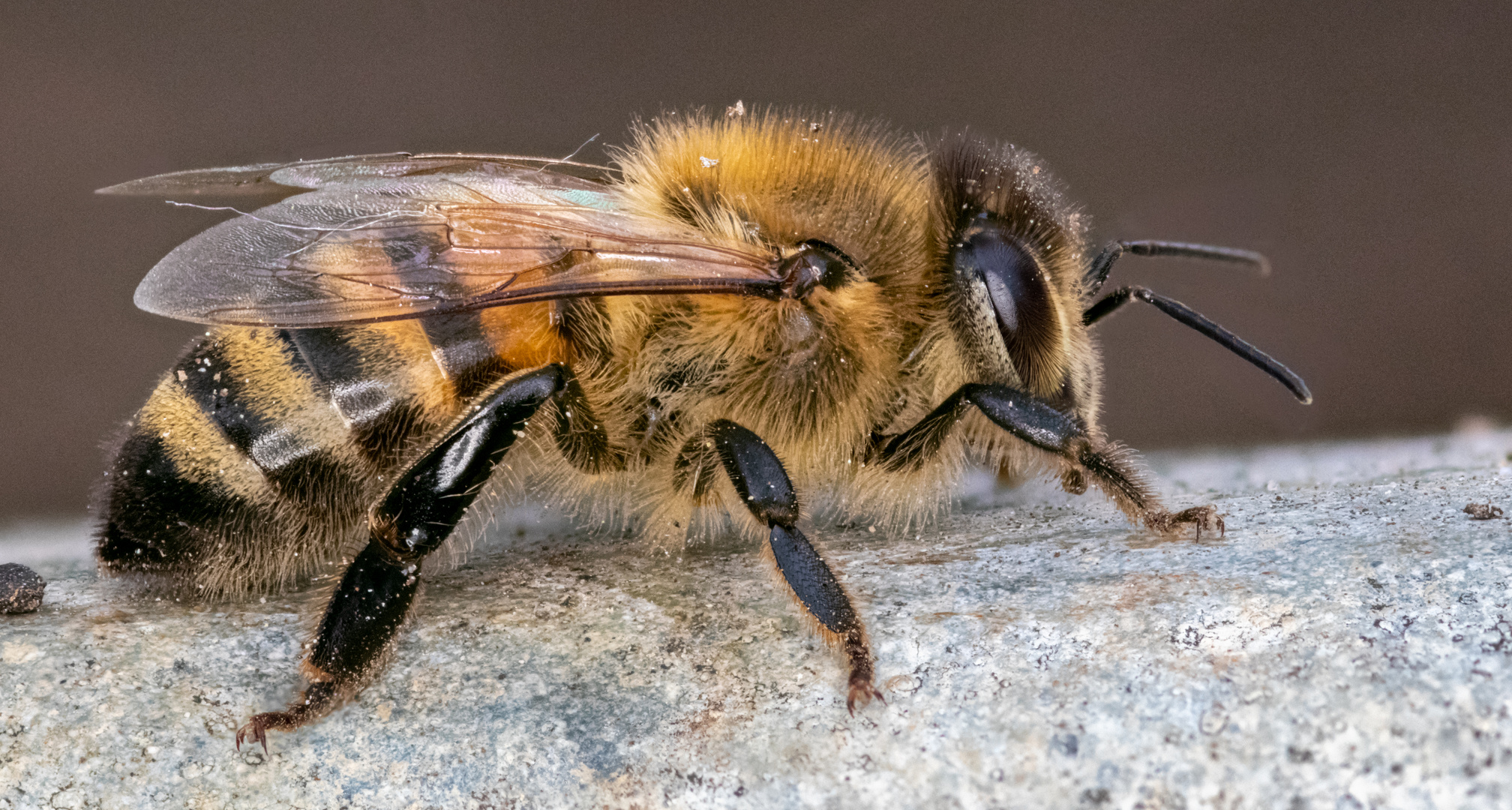 Biene - Close up Foto & Bild | spezial, makro, natur Bilder auf fotocommunity