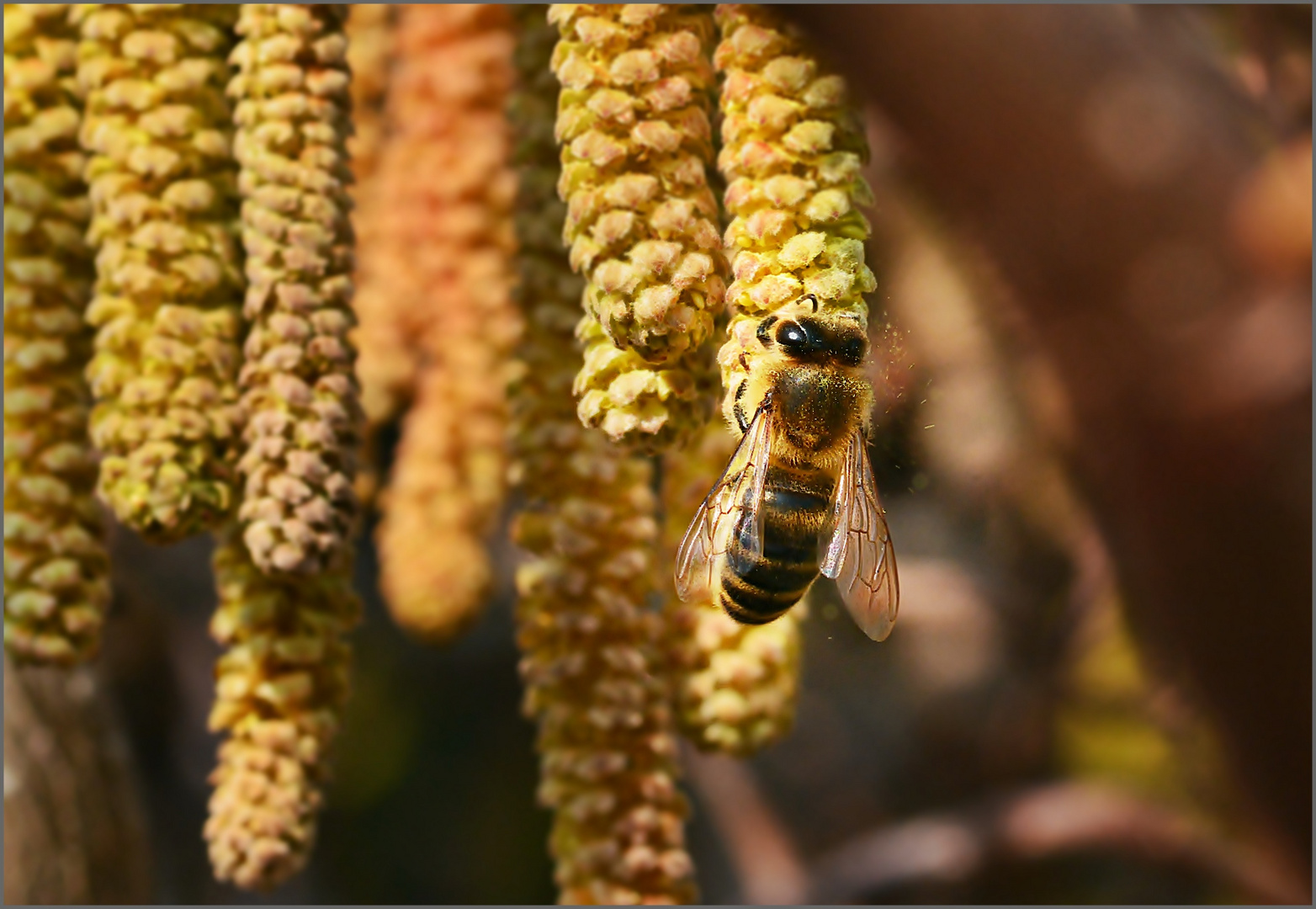 Biene ,das erste aus der Natur