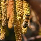 Biene ,das erste aus der Natur