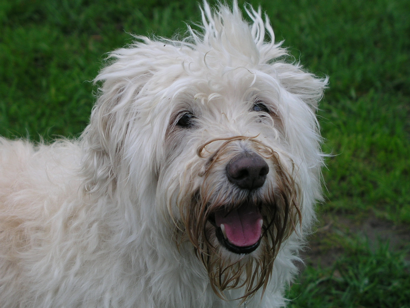 Biene, der Hund der immer glacht hat