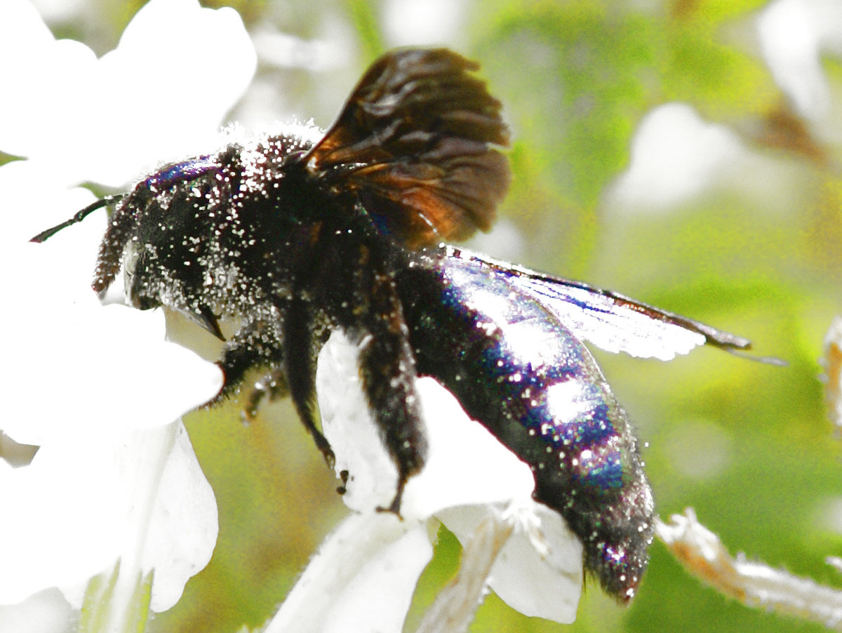 Biene der Wildnis zu Besuch