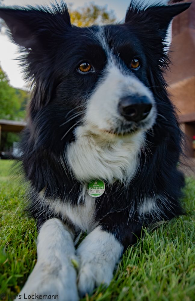hunde bienenstich bilder