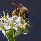 Biene erfreut sich an einer Knoblauchblüte