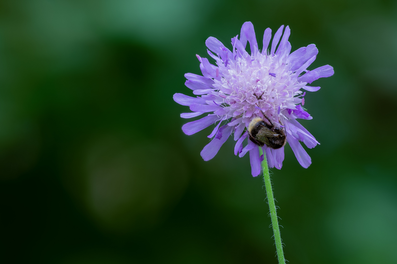 Biene erholt sich an Acker-Witwenblume
