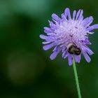 Biene erholt sich an Acker-Witwenblume