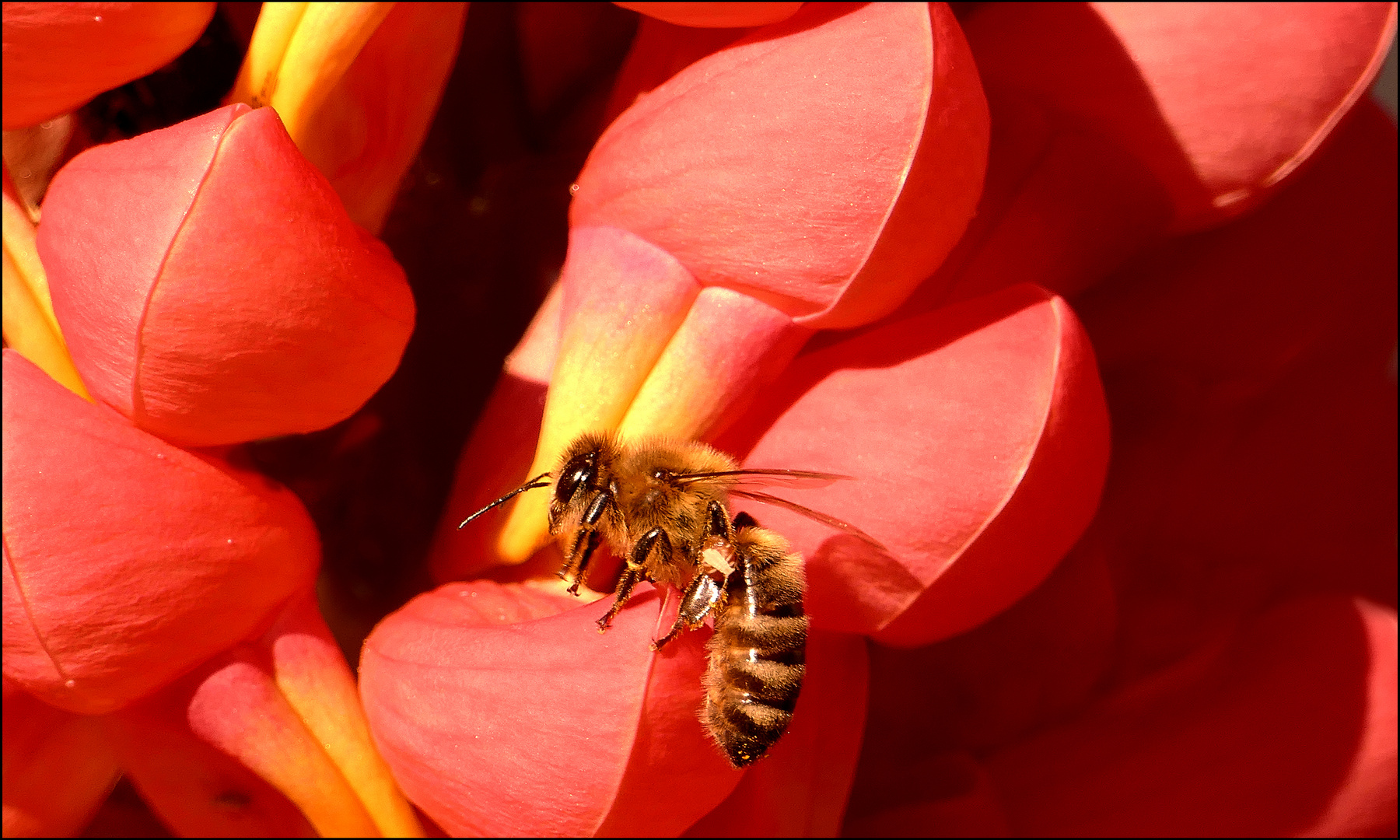  Biene erntet auf Lupinie