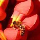  Biene erntet auf Lupinie