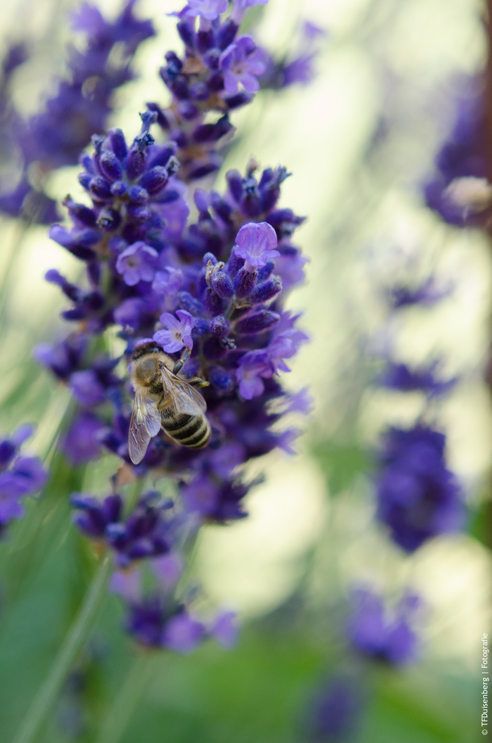 Biene erntet Nektar auf Lavendel