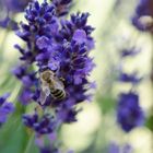 Biene erntet Nektar auf Lavendel