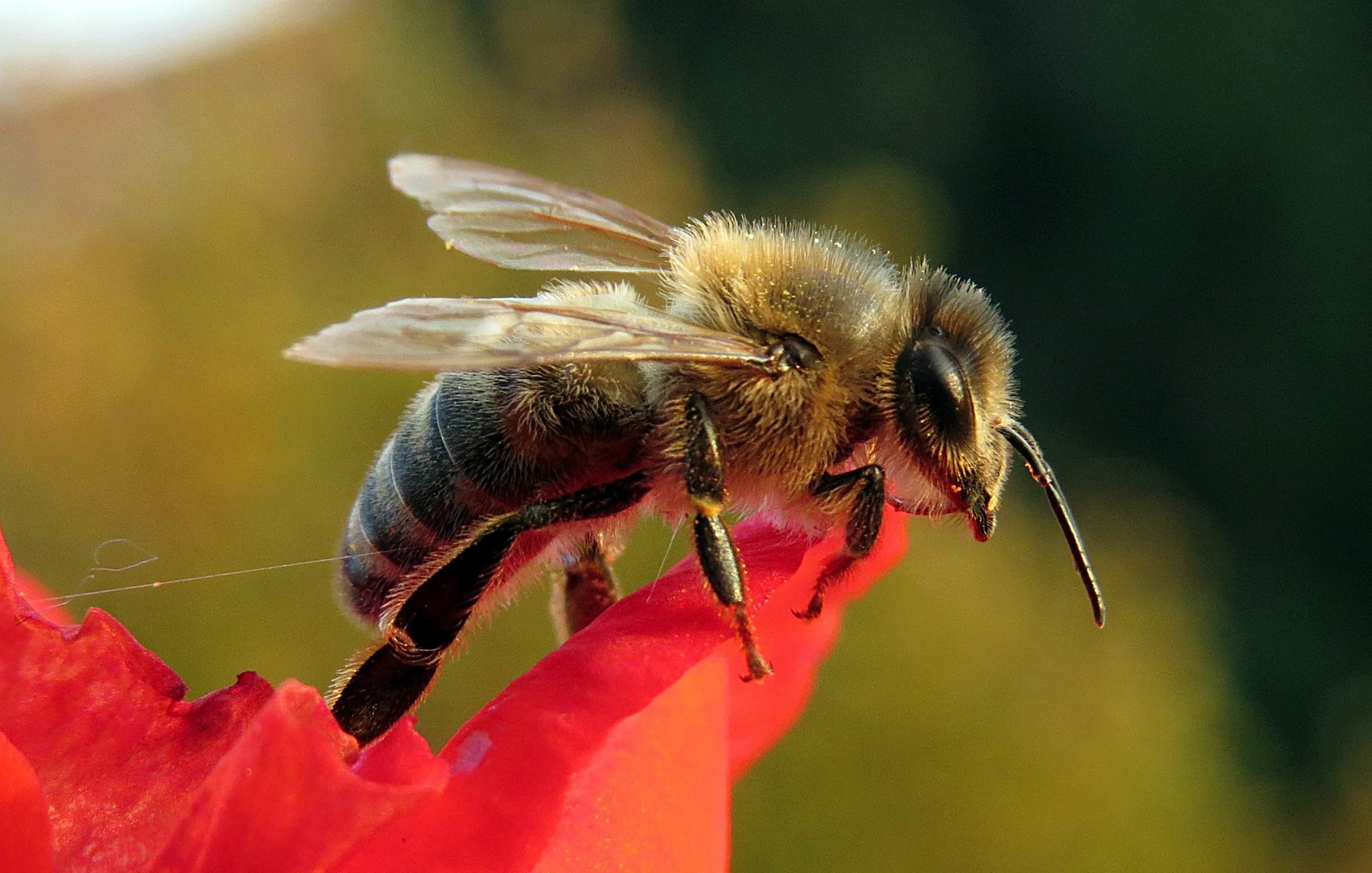 Biene -"fleißiges Bienchen"