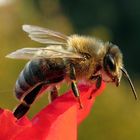 Biene -"fleißiges Bienchen"