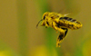 Biene fliegend