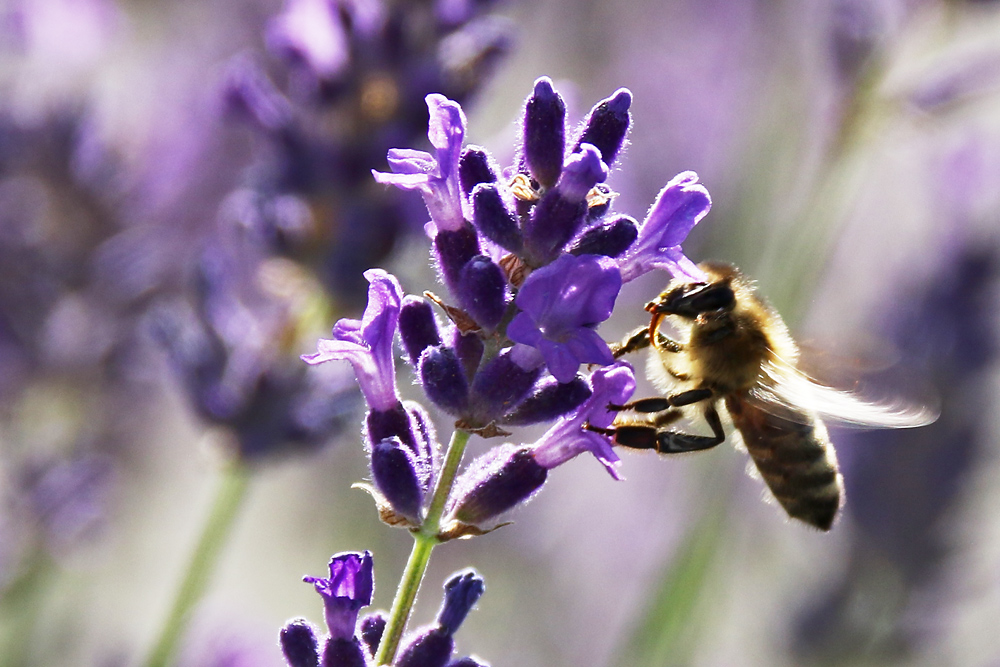 Biene fliegend am Lavendel