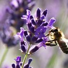 Biene fliegend am Lavendel