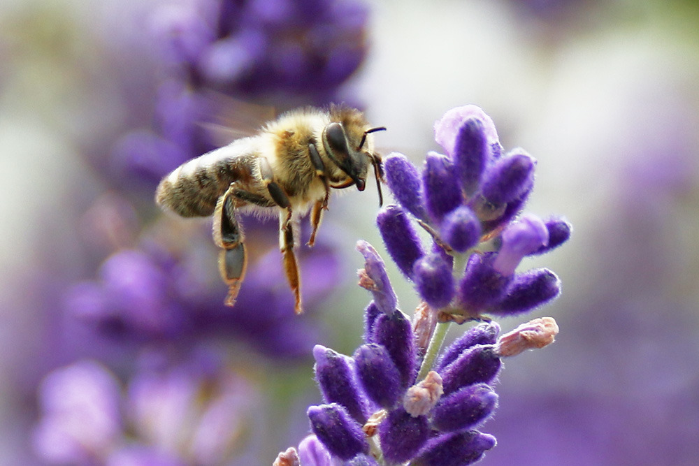 Biene fliegend am Lavendel