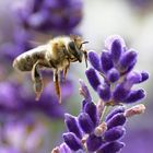 Biene fliegend am Lavendel