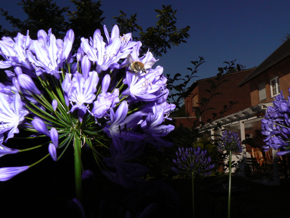 Biene ( fliegend ) an Agapanthus ( f 8.0, 1/2000, Blitz )