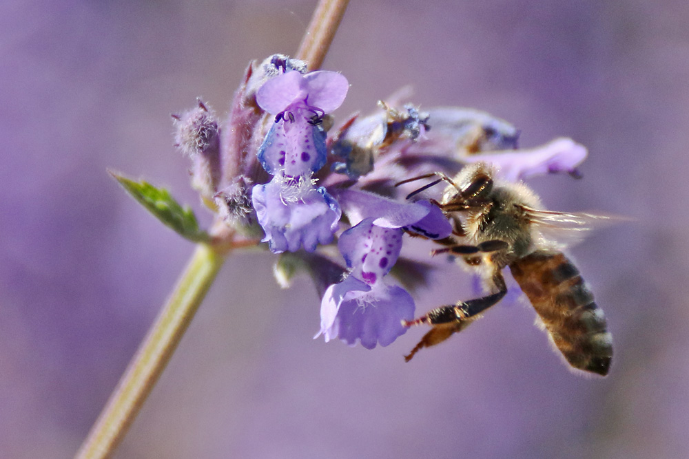 Biene fliegend an der Blüte