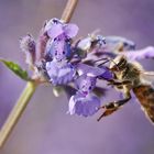 Biene fliegend an der Blüte