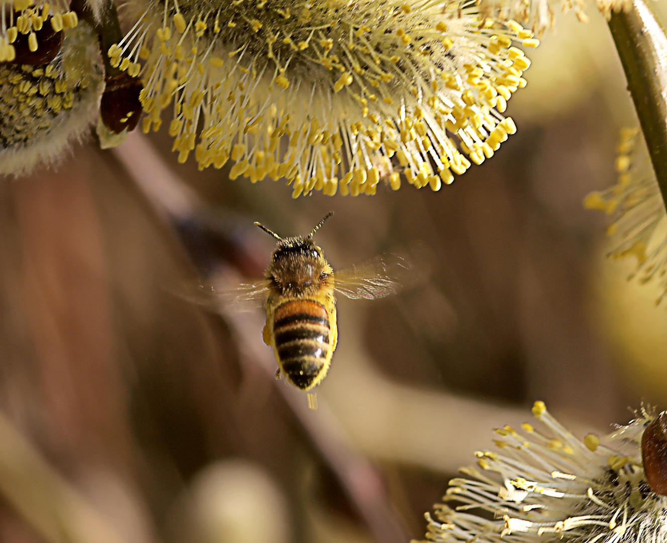 Biene fliegt