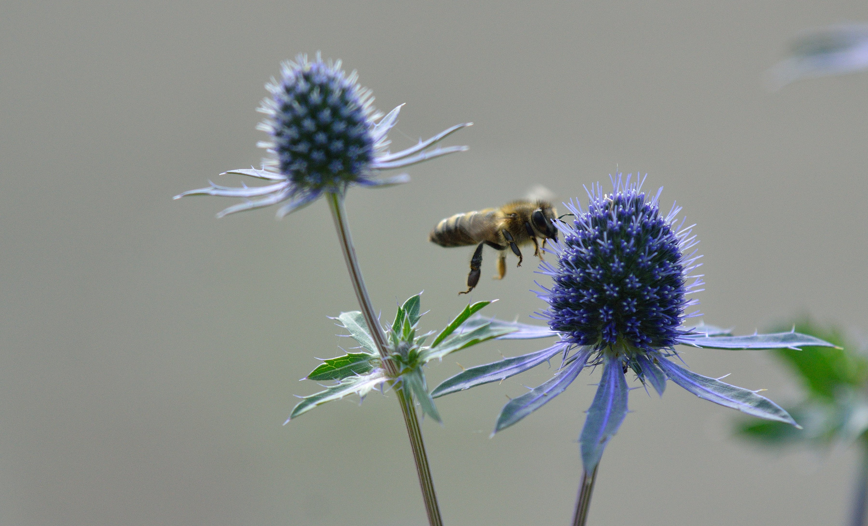 Biene fliegt auf Blau