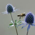 Biene fliegt auf Blau