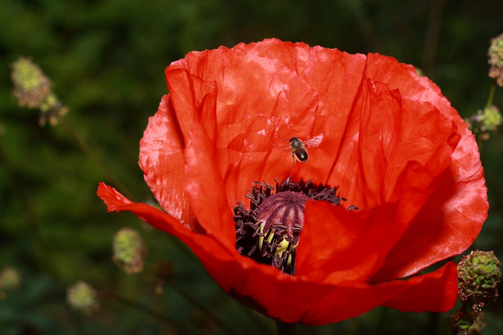 Biene fliegt auf Mohn