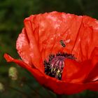 Biene fliegt auf Mohn