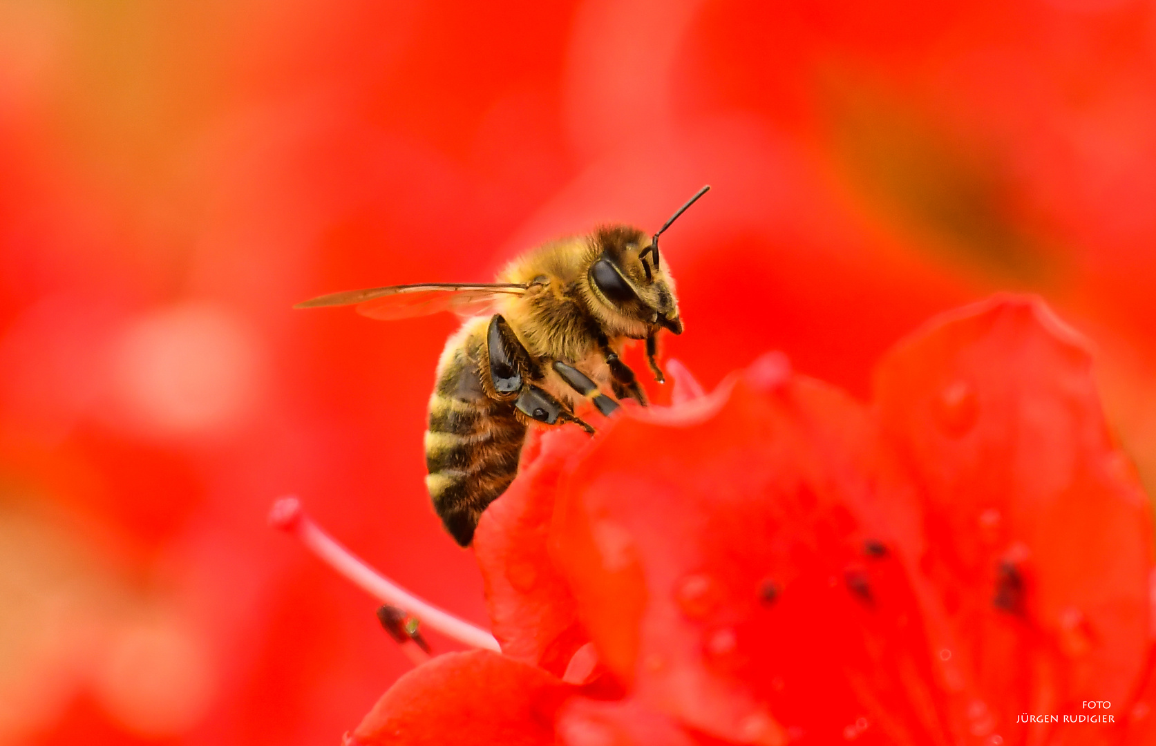 Biene fliegt auf Rot