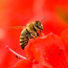 Biene fliegt auf Rot