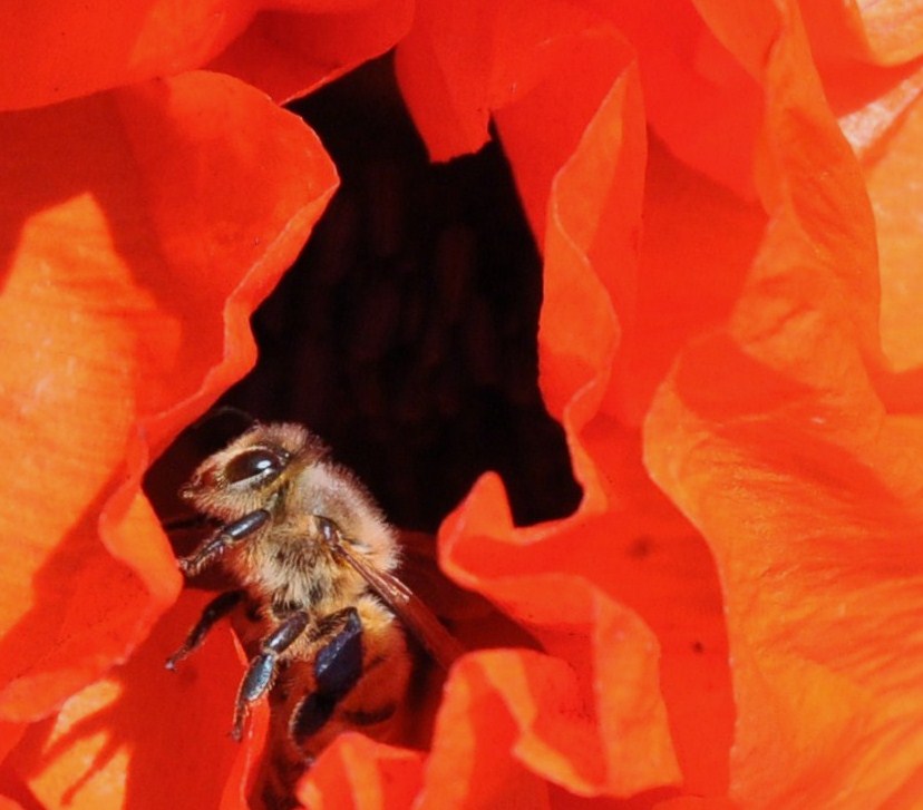 Biene Fliegt aus dem Mohn