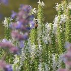 Biene fliegt Blüte an