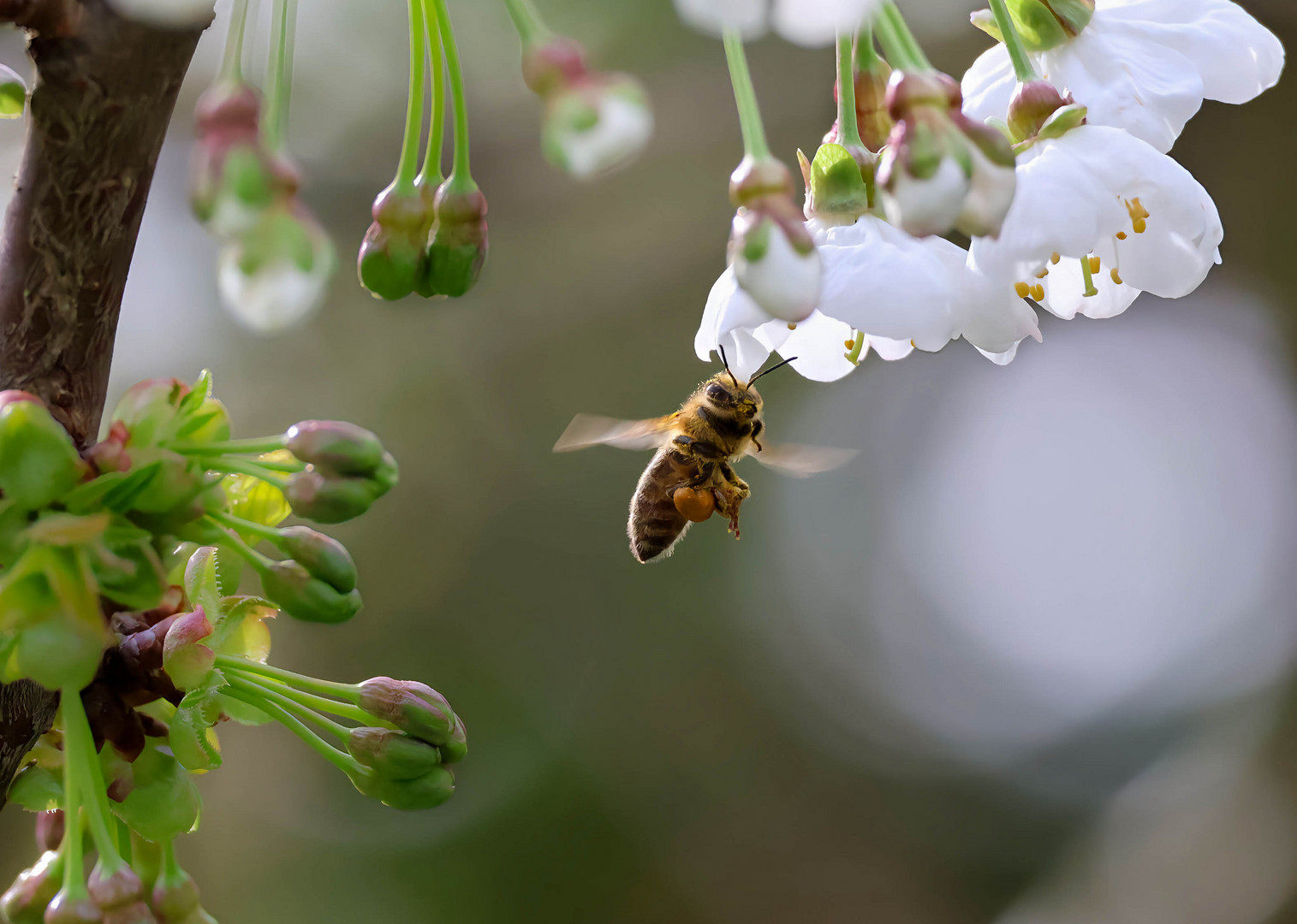 Biene fliegt Blüte an